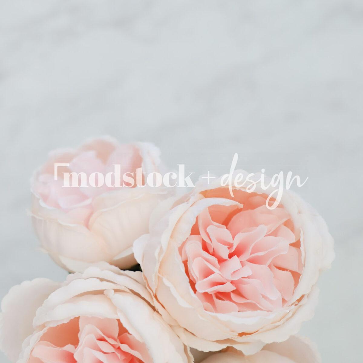 All About Peonies 25