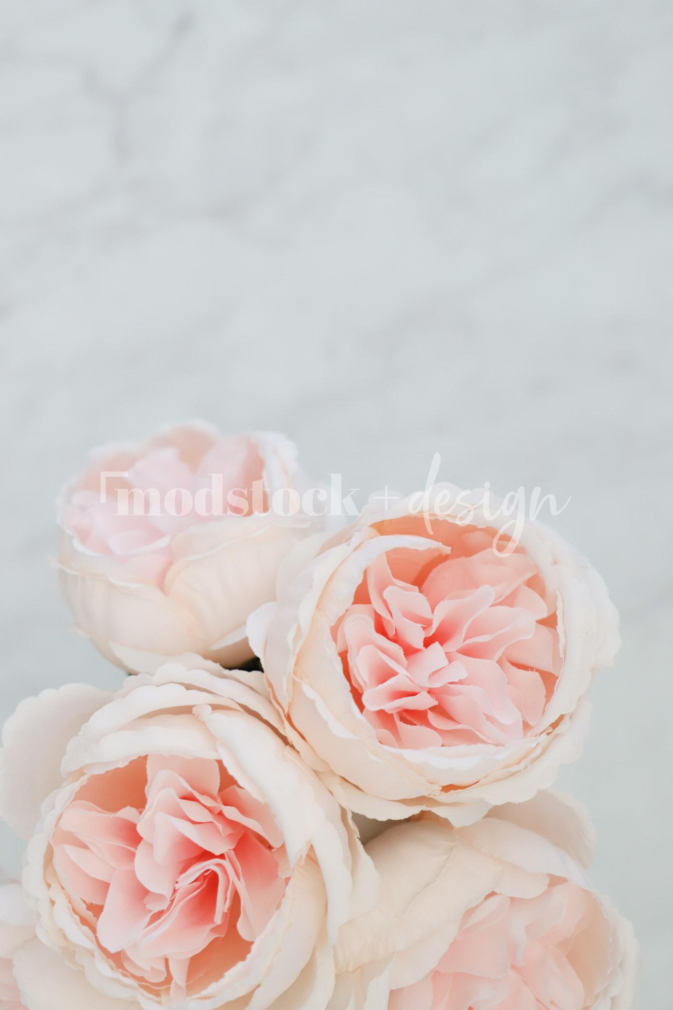 All About Peonies 25