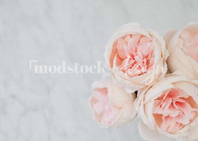 All About Peonies 26
