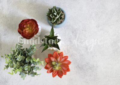 All About Succulents 1