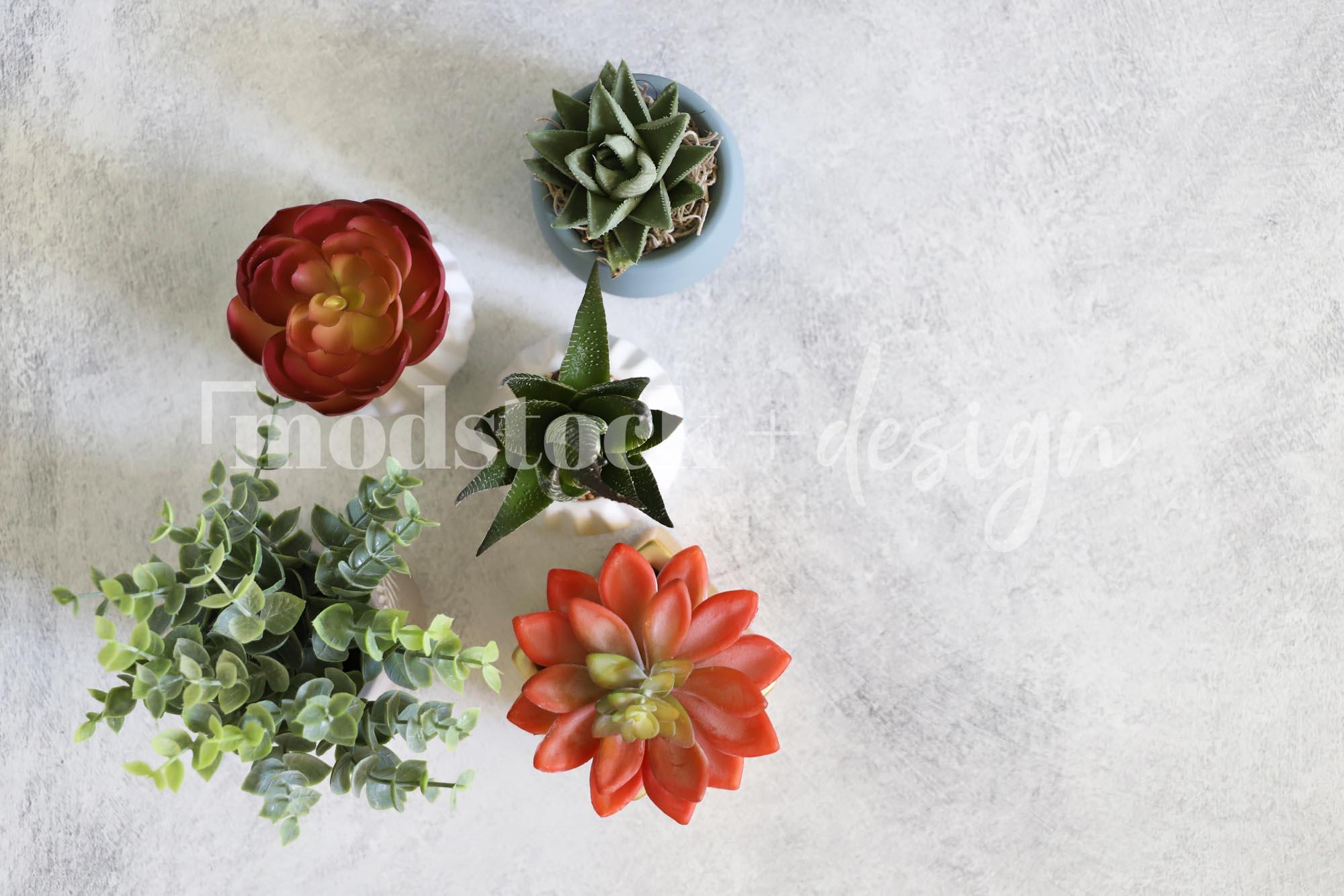 All About Succulents 1