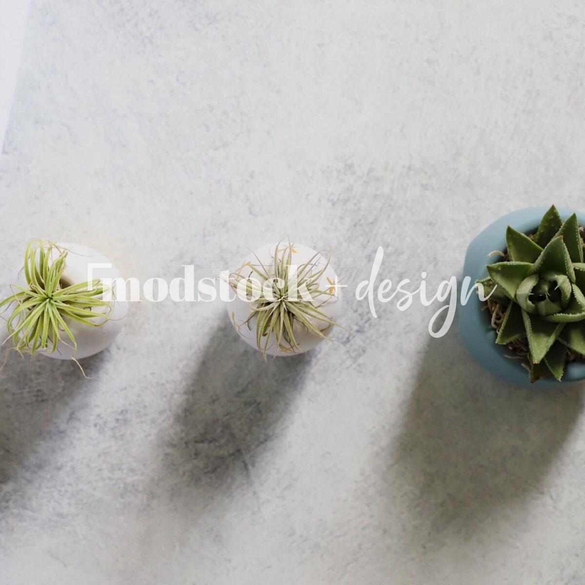 All About Succulents 16