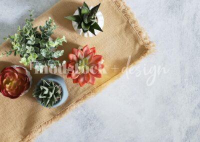 All About Succulents 20