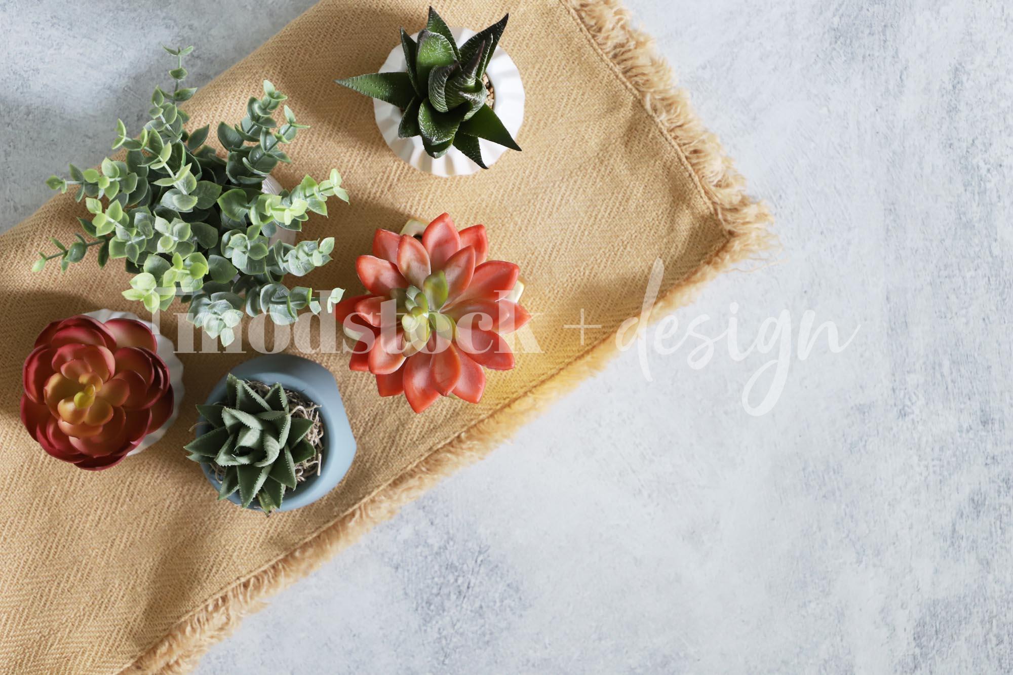 All About Succulents 20