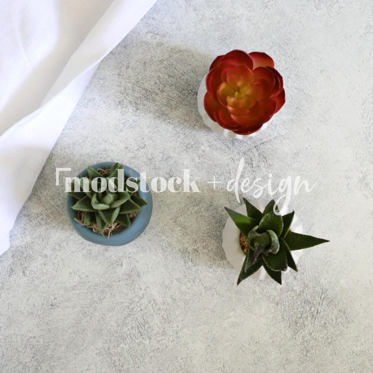 All About Succulents 27