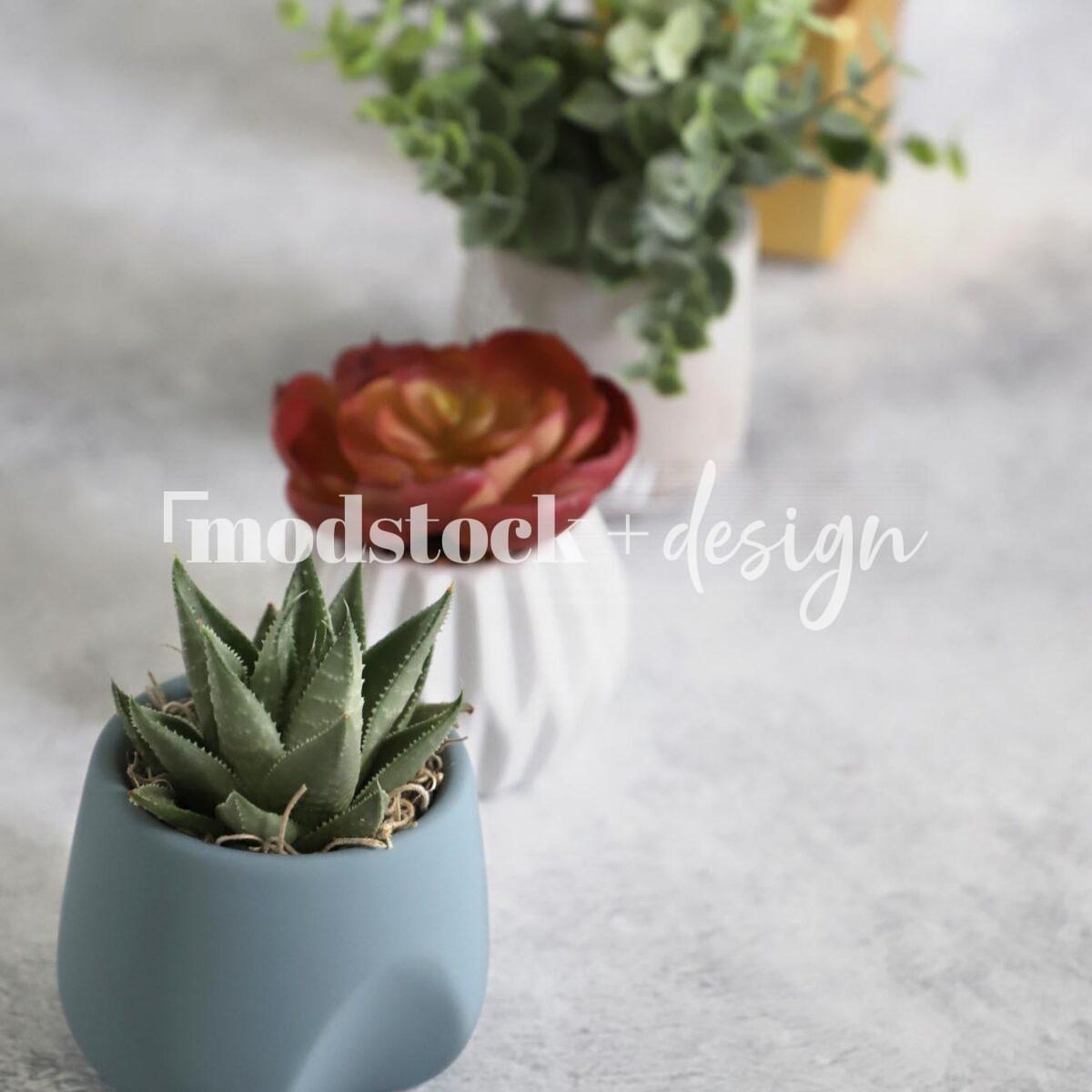 All About Succulents 7