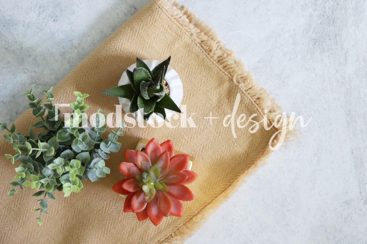All About Succulents 9