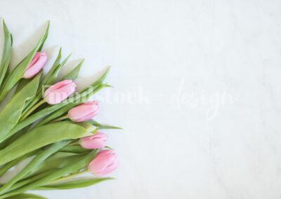 Fresh Tulips 01