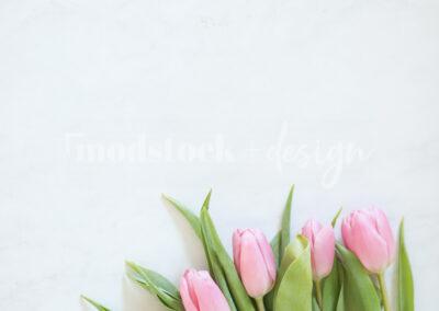 Fresh Tulips 02