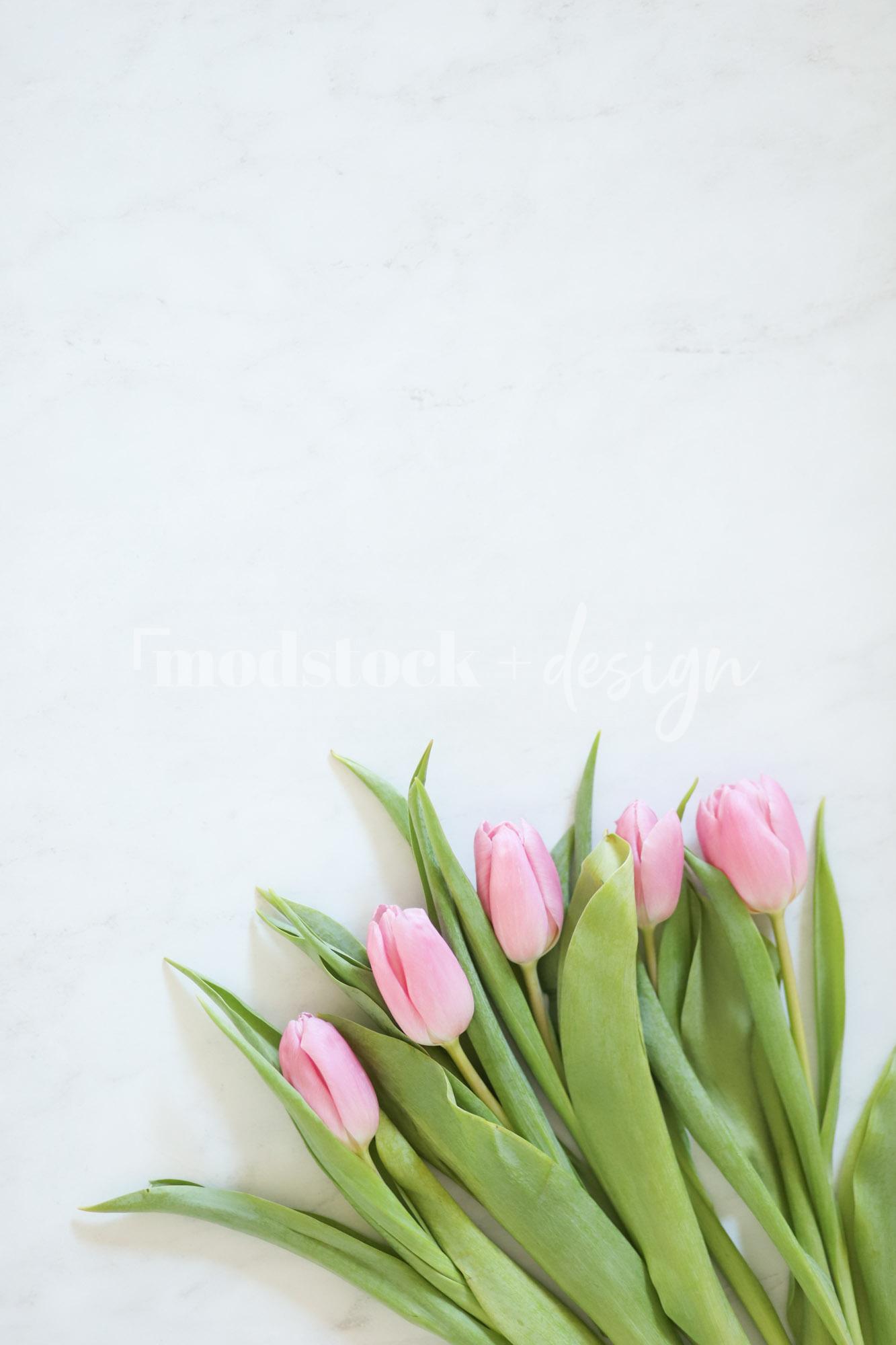Fresh Tulips 02