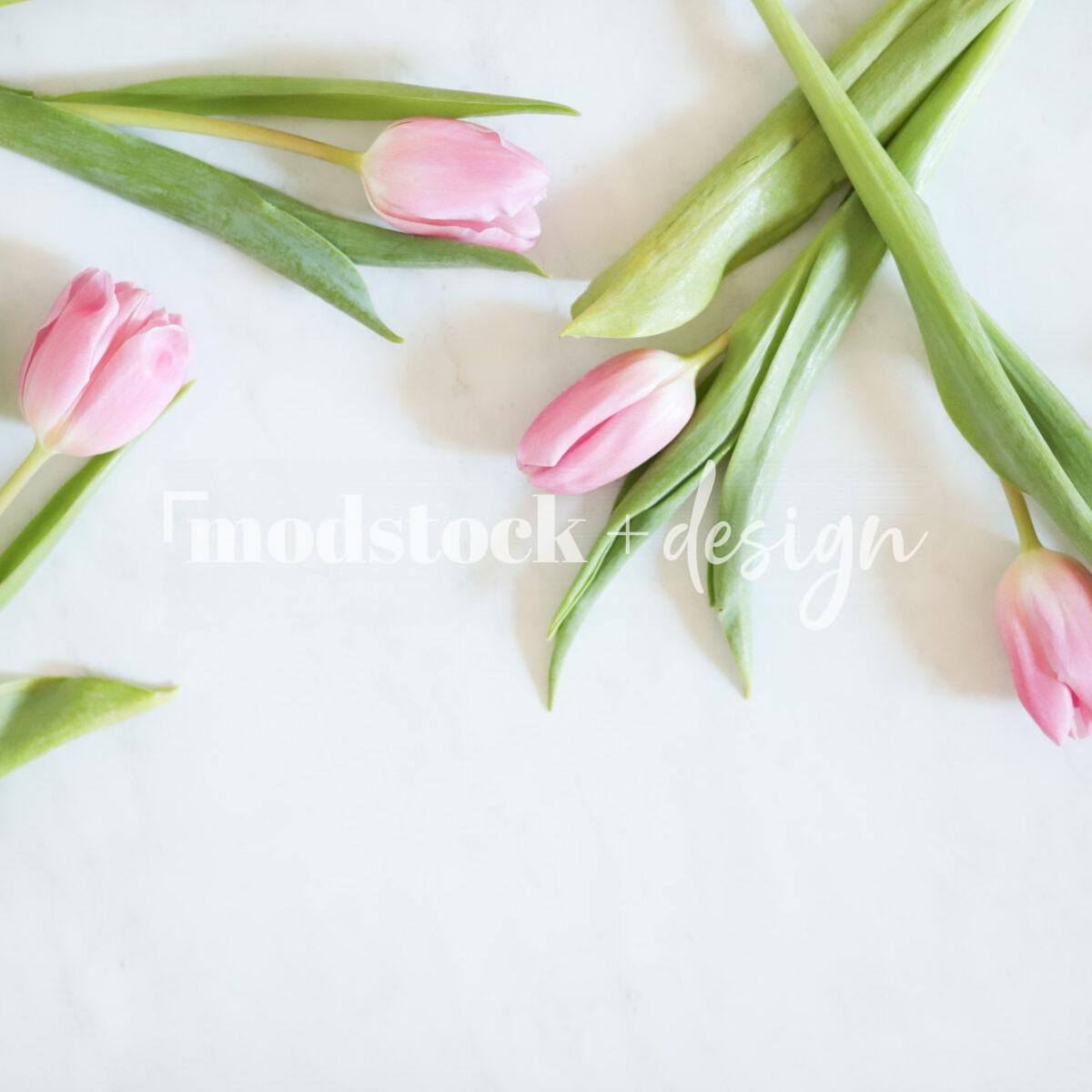 Fresh Tulips 22