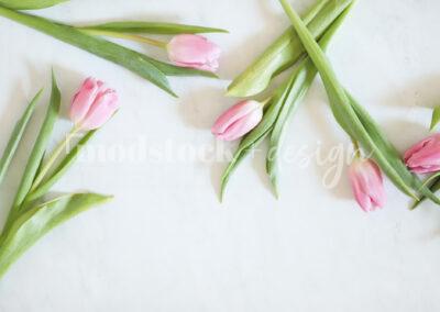 Fresh Tulips 22