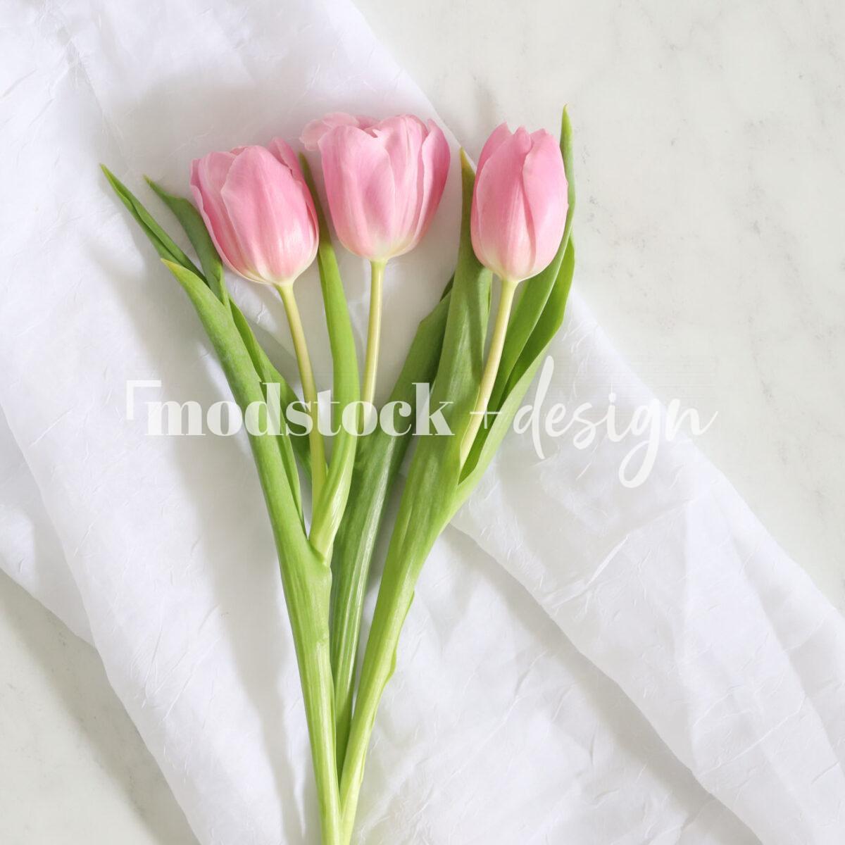 Fresh Tulips 27