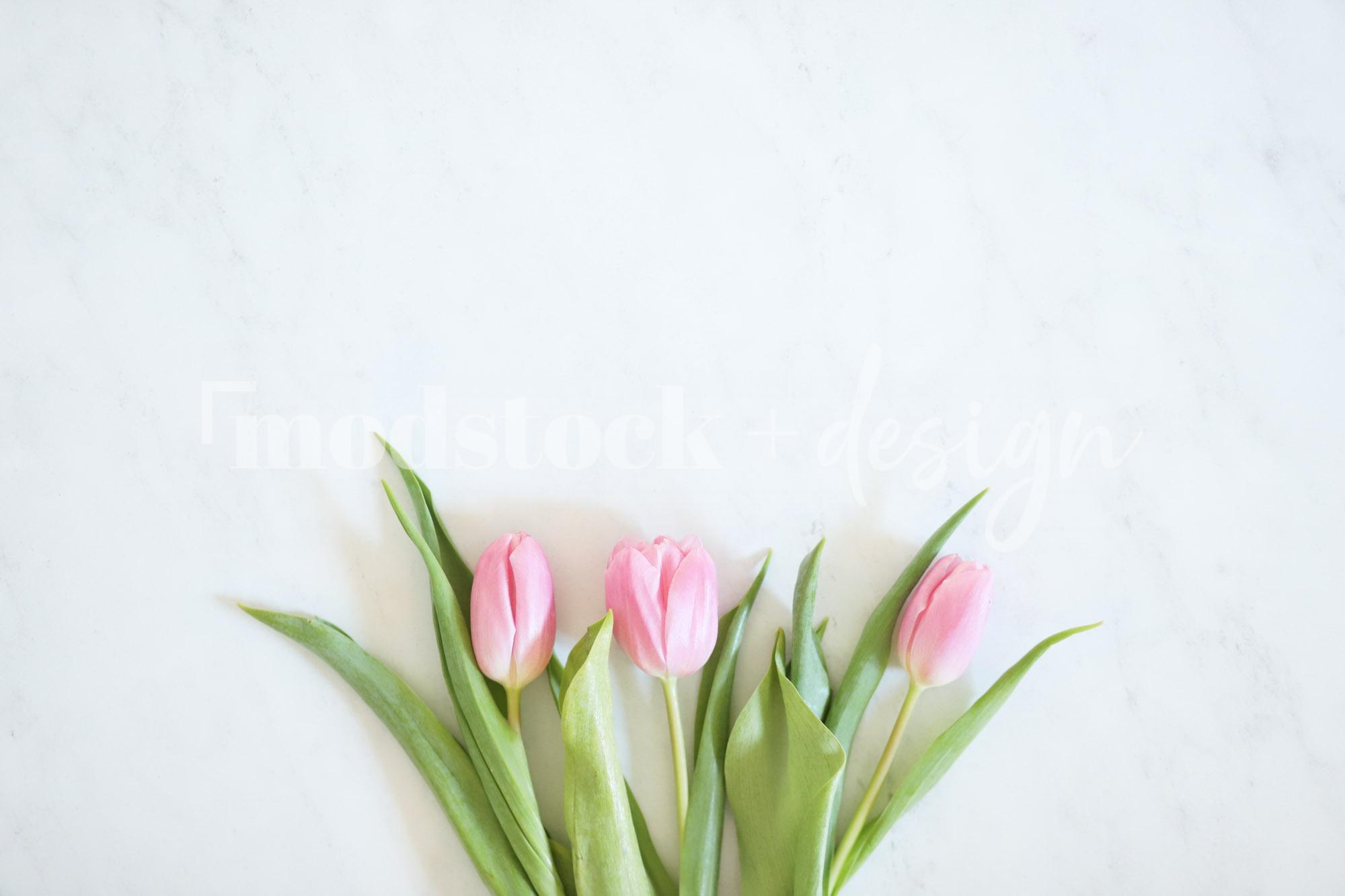 Fresh Tulips 09