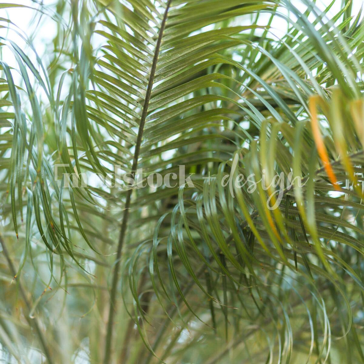 Tropical Foliage 09