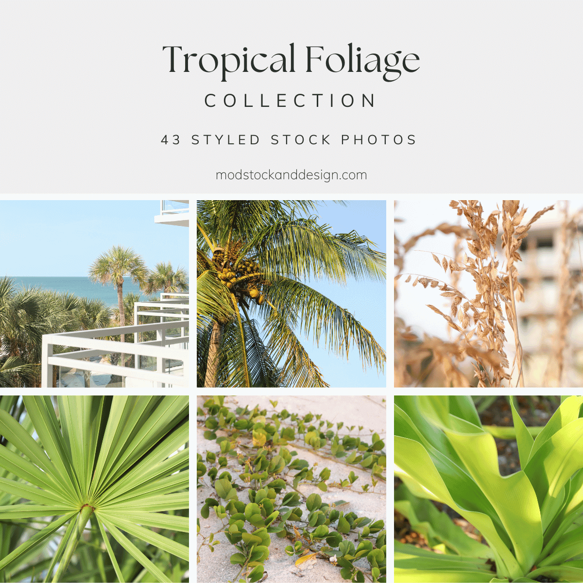 Tropical Foliage Product